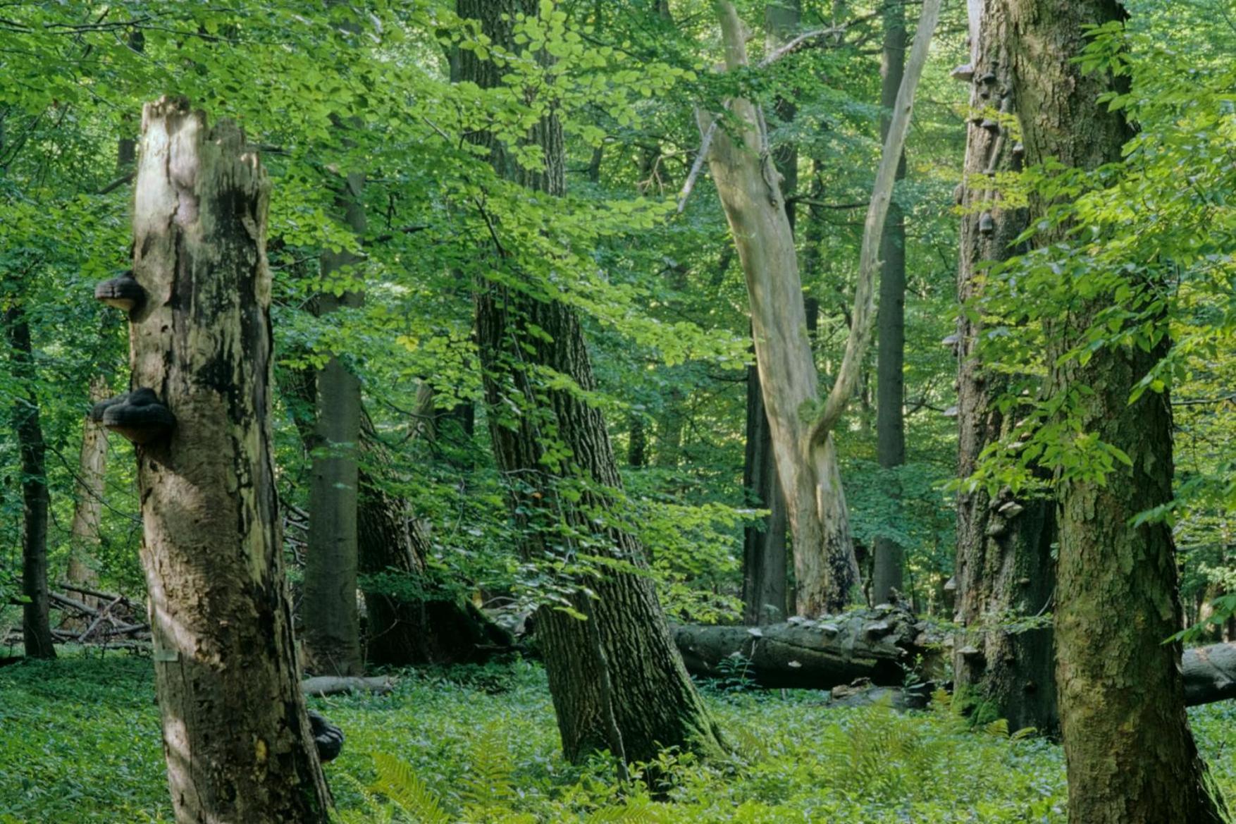 Pension Bergstube Bad Langensalza Luaran gambar
